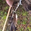 FFW Schiffdorf: Feuerwehr rettet Vogel aus misslicher Lage