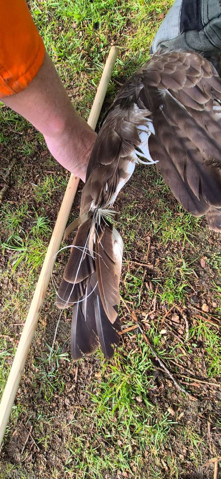 FFW Schiffdorf: Feuerwehr rettet Vogel aus misslicher Lage