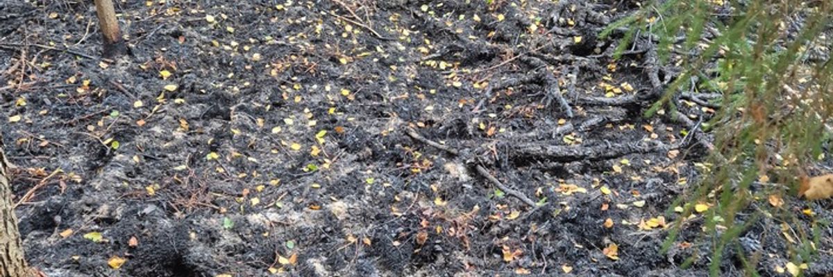 FFW Schiffdorf: Aufwendige Löscharbeiten: Aufmerksame Spaziergänger bemerken Brand im Spadener Moor