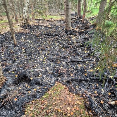 FFW Schiffdorf: Aufwendige Löscharbeiten: Aufmerksame Spaziergänger bemerken Brand im Spadener Moor