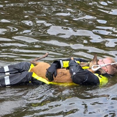 FW Celle: Celler Feuerwehr rettet Reh aus Regenrückhaltebecken