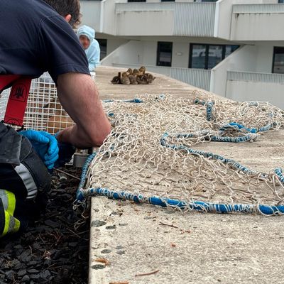 FW-M: Ein Herz für Enten (Berg am Laim)