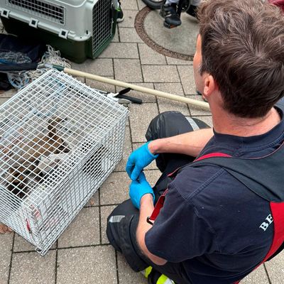 FW-M: Ein Herz für Enten (Berg am Laim)