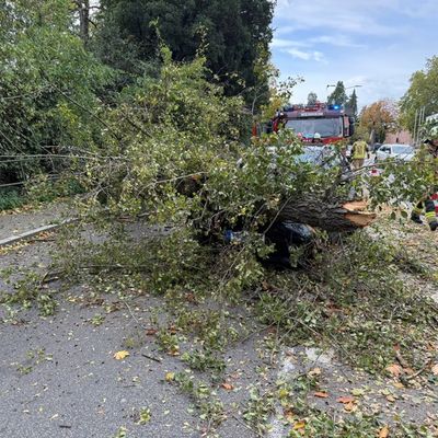 FW Weinheim: Autofahrerin hatte Glück im Unglück-Baum trifft Fahrzeug während der Fahrt