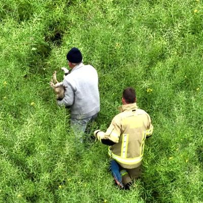 FW-KLE: Geschwächter Hund mit Drohne in Rapsfeld geortet und gerettet