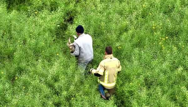 FW-KLE: Geschwächter Hund mit Drohne in Rapsfeld geortet und gerettet