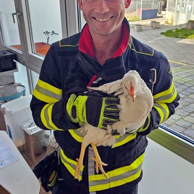 FW-M: Eingezwicktes Hühnchen (Giesing)