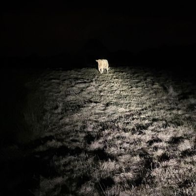 Feuerwehr Kalkar: Tierrettung mit Happy End