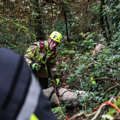 FW-MK: Feuerwehr rettet Golden Retriever aus Steilhang im Iserlohner Stadtwald