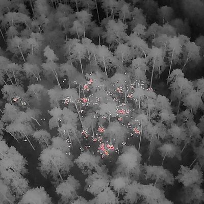 FW Rösrath: Abschlussmeldung zum Waldbrand in der Wahner Heide - Einsatz nach vielen Stunden beendet