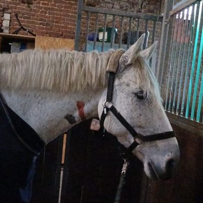 FW Datteln: Pferd "Pirat" versucht Flucht durch Stallfenster