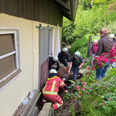 FW-Velbert: Pferd aus misslicher Lage befreit