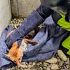 FW-M: Verletzter Fuchs gerettet (Obersendling)