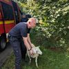 FW-EN: Schaf, Brandmelder und Türöffnungen halten Feuerwehr auf Trab