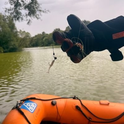 FW-DT: Jungschwan aus misslicher Lage gerettet