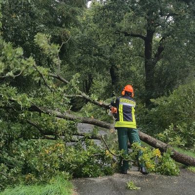 FW-AUR: Baum stürzt auf Telefonleitung und Fahrbahn