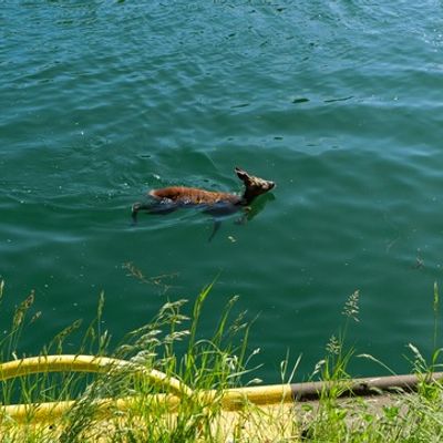 FW-DO: Feuerwehr rettet jungen Rehbock aus dem Kanal