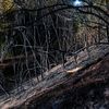 Feuerwehr MTK: Vegetationsbrand in Hattersheim nach rund 18 Stunden beendet - Brandwache musste in der Nacht weitere Brandnester ablöschen