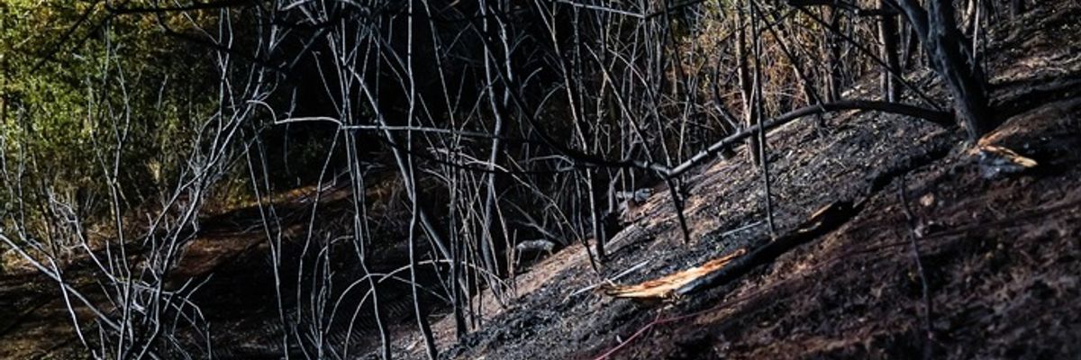 Feuerwehr MTK: Vegetationsbrand in Hattersheim nach rund 18 Stunden beendet - Brandwache musste in der Nacht weitere Brandnester ablöschen