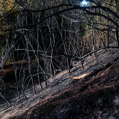 Feuerwehr MTK: Vegetationsbrand in Hattersheim nach rund 18 Stunden beendet - Brandwache musste in der Nacht weitere Brandnester ablöschen