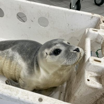 FW Bremerhaven: Tierrettung an der Deichpromenade - Junger Seehund in Sicherheit gebracht