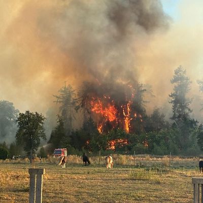 FW Sonsbeck: Waldbrand in Labbeck