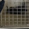 FW Dinslaken: Tag der Tierrettung und kleiner Vegetationsbrand