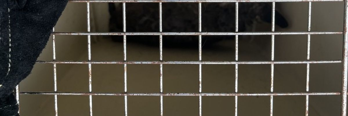 FW Dinslaken: Tag der Tierrettung und kleiner Vegetationsbrand