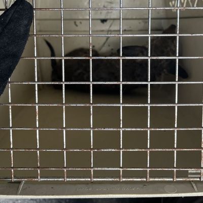 FW Dinslaken: Tag der Tierrettung und kleiner Vegetationsbrand