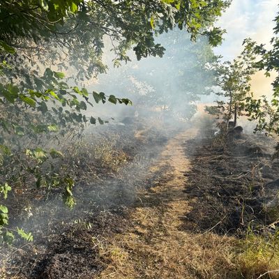 FW-RS: Vegetationsbrand Papenberg Feuerwehr verhindert weitere Ausbreitung