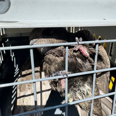FW Dinslaken: Tierrettung in luftiger Höhe