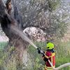 FW Reichenau: Brennender Baum konnte gelöscht werden, 20.06.2024, Reichenau-Mittelzell