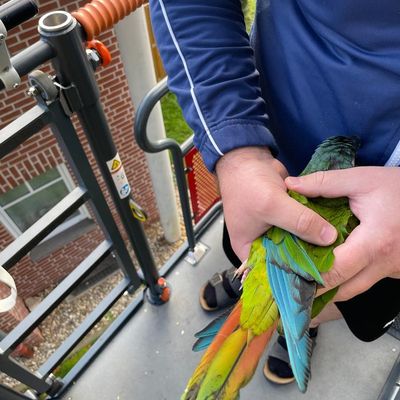 FW Bocholt: Papagei auf Abwegen