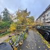 FW-D: Sturmböen über Düsseldorf: 50 Meter Baum stürzte auf neun geparkte Fahrzeuge