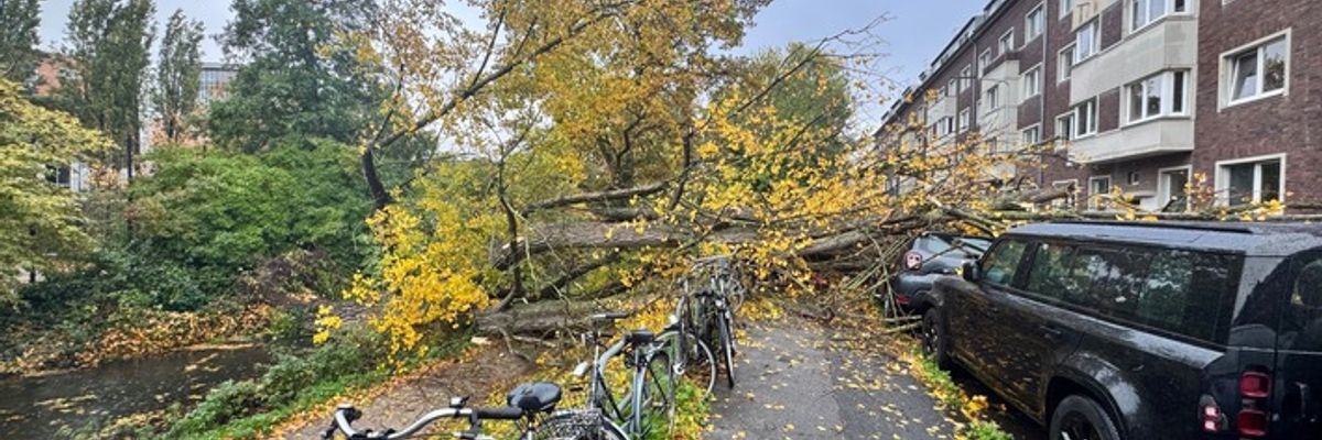 FW-D: Sturmböen über Düsseldorf: 50 Meter Baum stürzte auf neun geparkte Fahrzeuge
