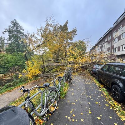 FW-D: Sturmböen über Düsseldorf: 50 Meter Baum stürzte auf neun geparkte Fahrzeuge