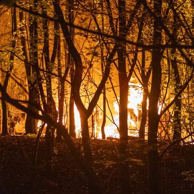 FW-MK: Feuer in einem Waldstück am Duloh
