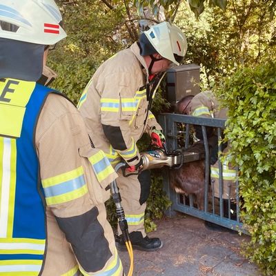 FW Lehrte: Reh in Eingangspforte eingeklemmt