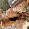 FW-OLL: Baum drohte auf Gebäude zu stürzen