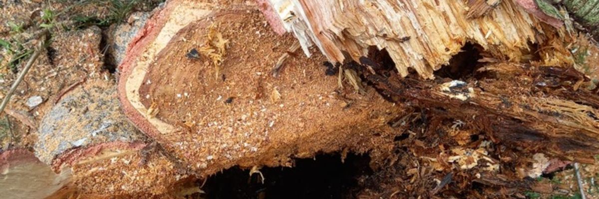 FW-OLL: Baum drohte auf Gebäude zu stürzen
