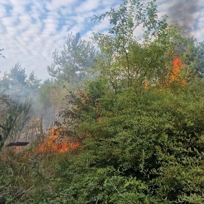 FW Celle: Zwei Vegetationsbrände in der Witzlebenstraße
