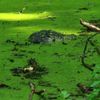 FW Konstanz: Krokodil löst Feuerwehreinsatz aus