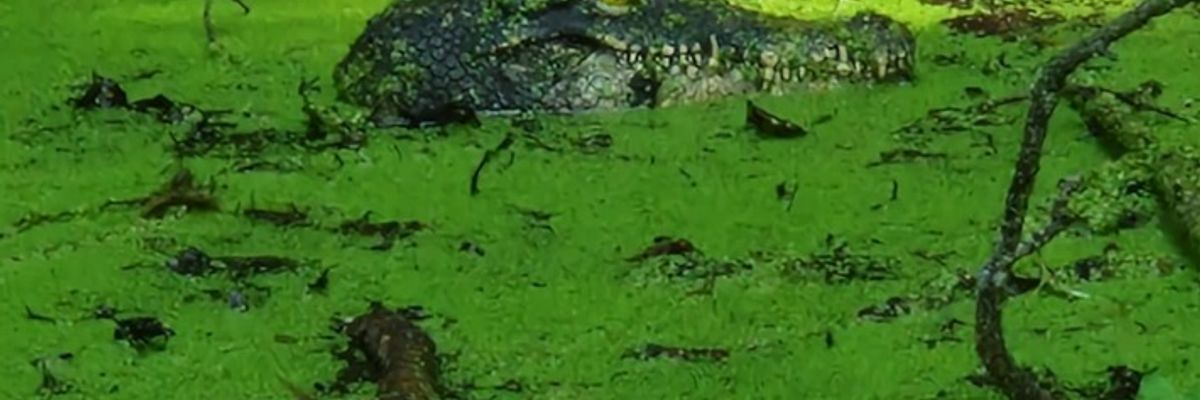 FW Konstanz: Krokodil löst Feuerwehreinsatz aus