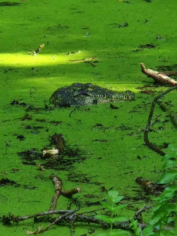 FW Konstanz: Krokodil löst Feuerwehreinsatz aus