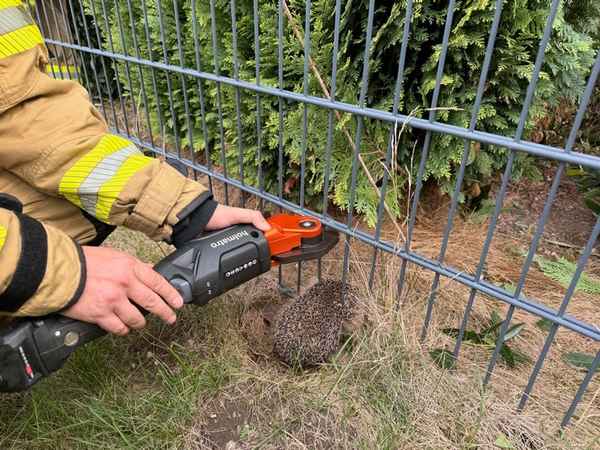 FW Alpen: Igel aus misslicher Lage befreit