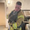 FW-DT: Katze aus Mauerwerk befreit