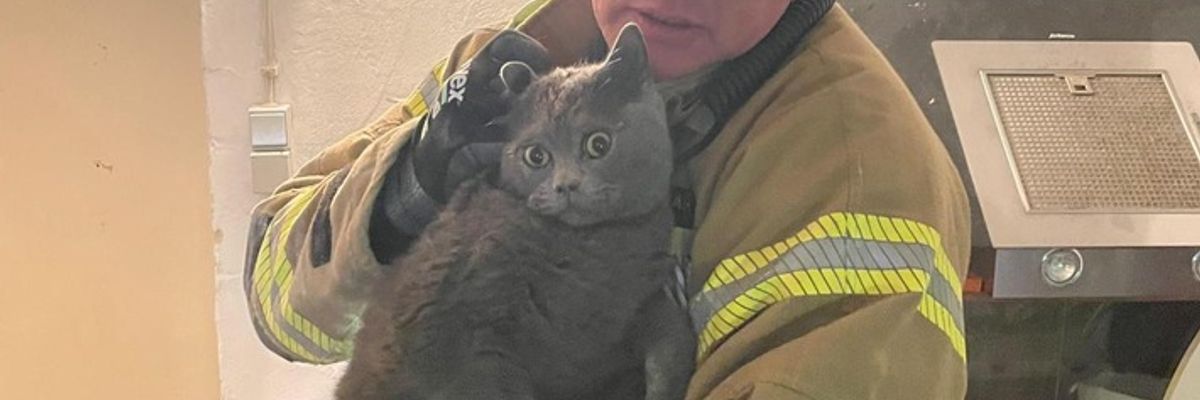 FW-DT: Katze aus Mauerwerk befreit