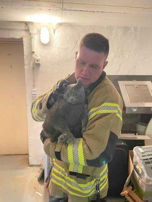FW-DT: Katze aus Mauerwerk befreit