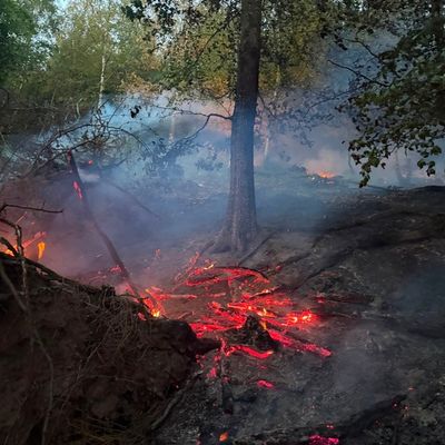 FW-PL: Ortsteil Tanneneck - Waldbrand fordert viele Einsatzkräfte