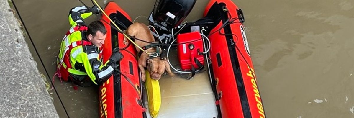 FW Bremerhaven: Feuerwehrtauchergruppe rettet Vierbeiner aus der Geeste